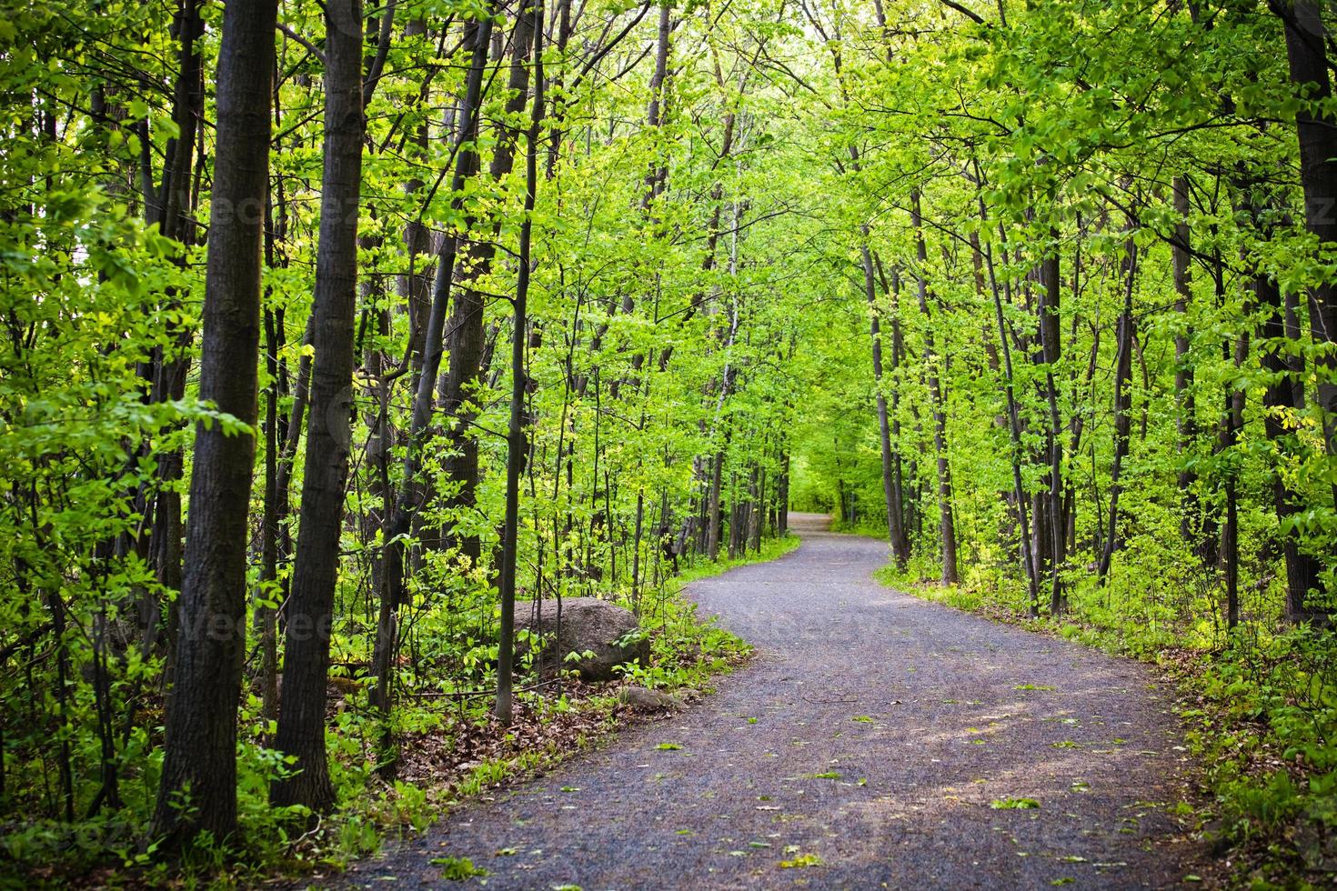 camino en el bosque foto