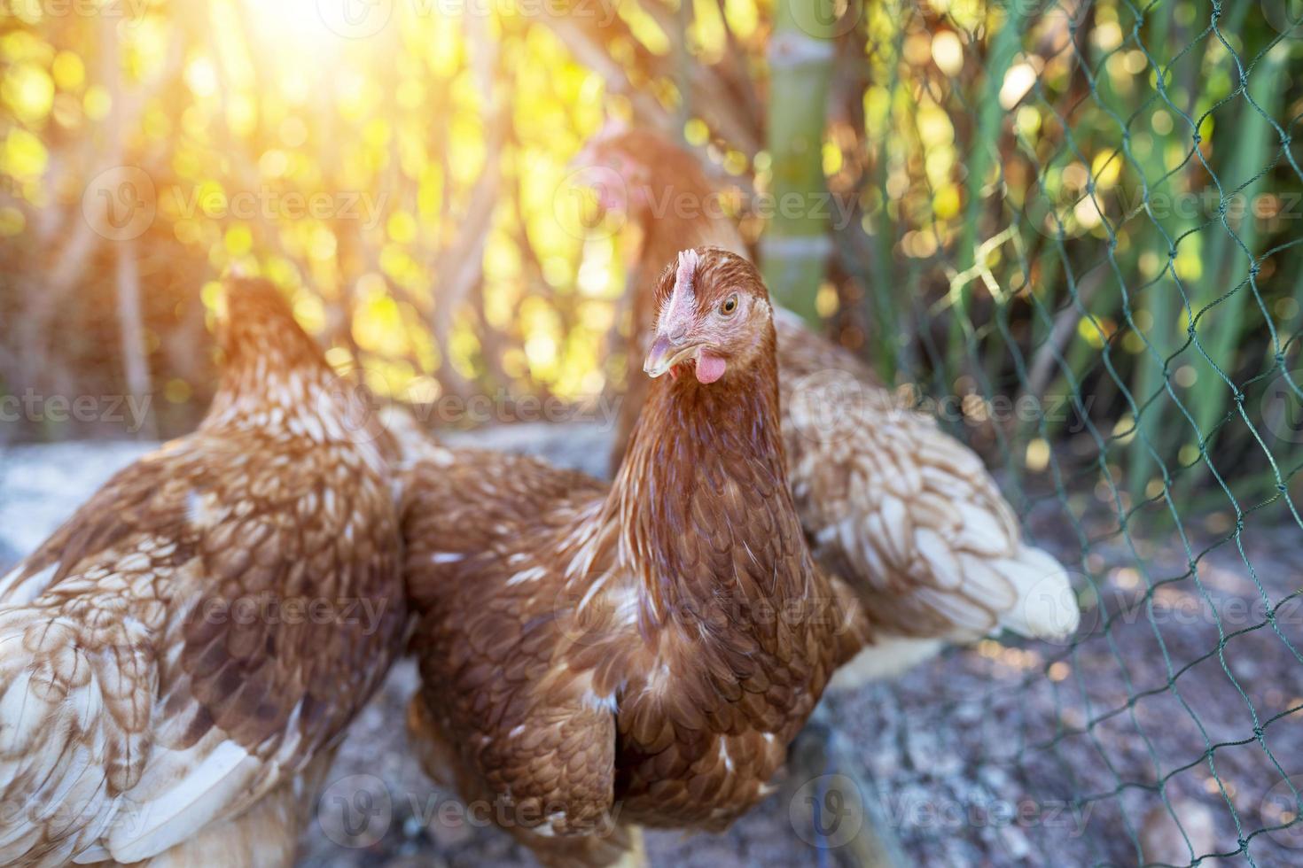Raising laying hens in an organic farm photo