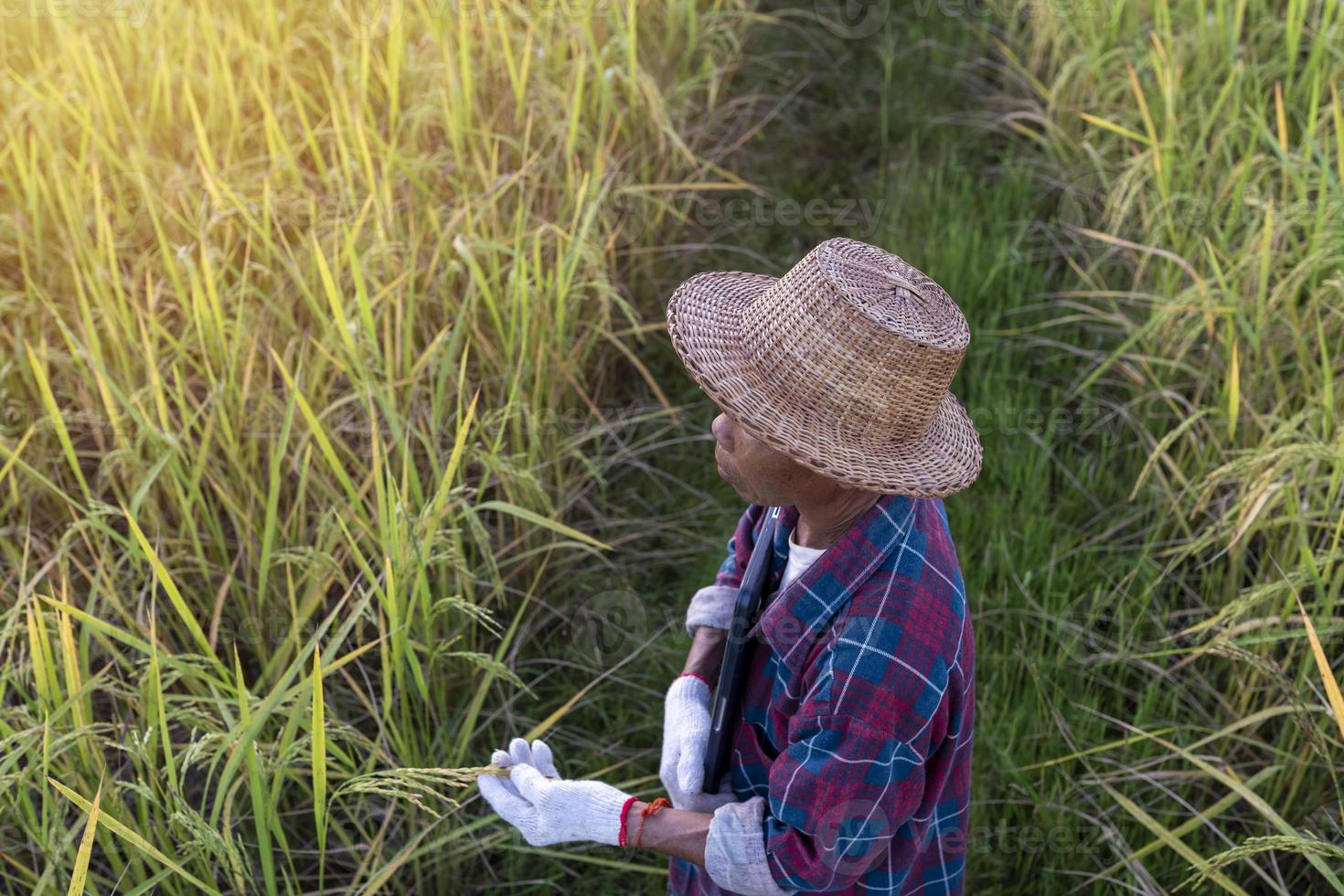 Granjero tailandés senior sosteniendo una computadora portátil trabajando en un campo de arroz para verificar la calidad del arroz antes de la cosecha foto