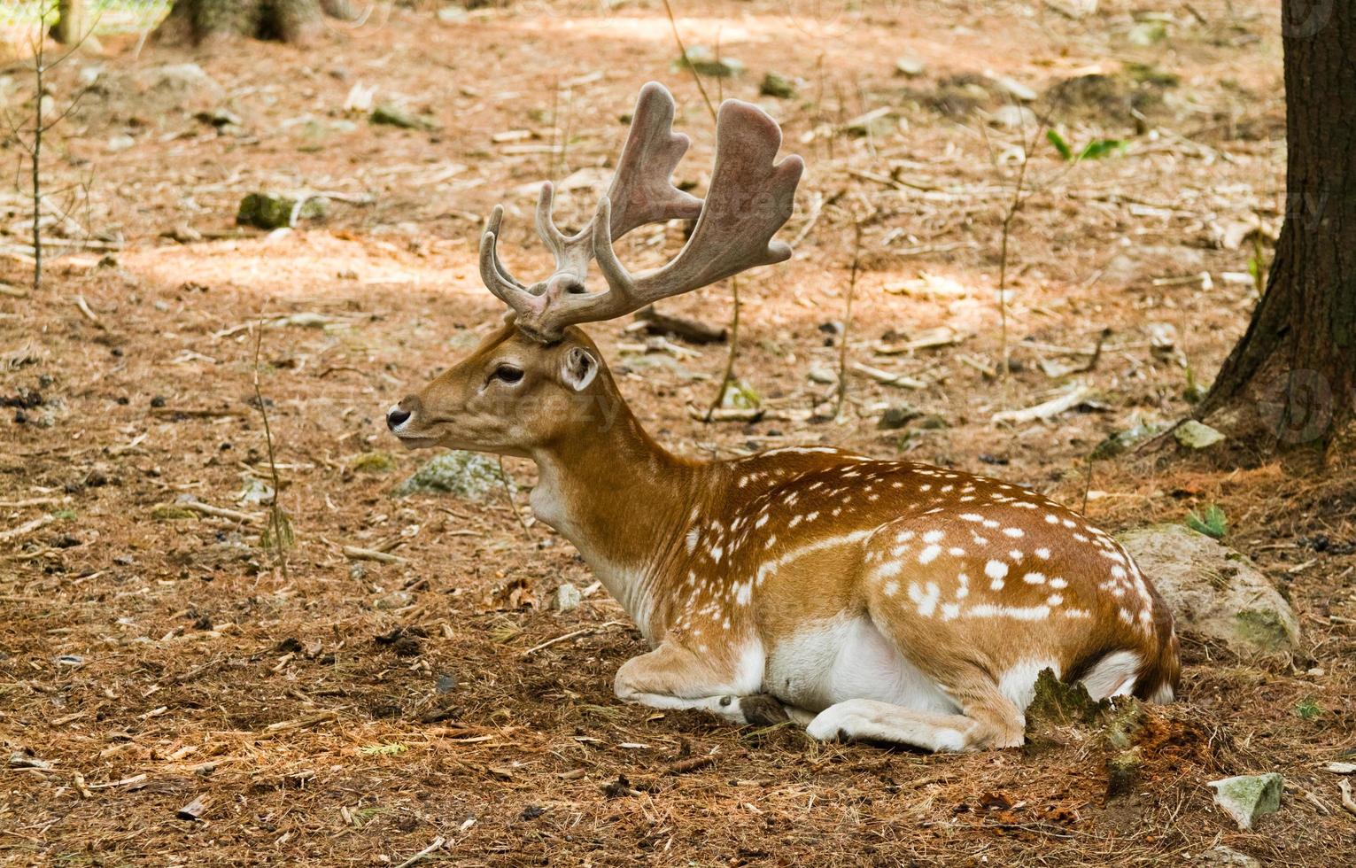 gamo en el bosque foto