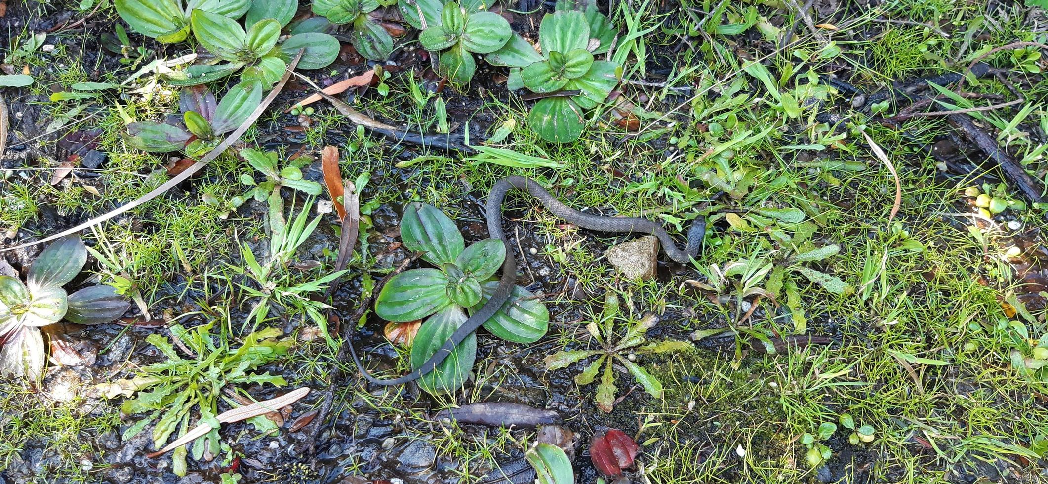 baby Tiger snake highly venomous snake photo