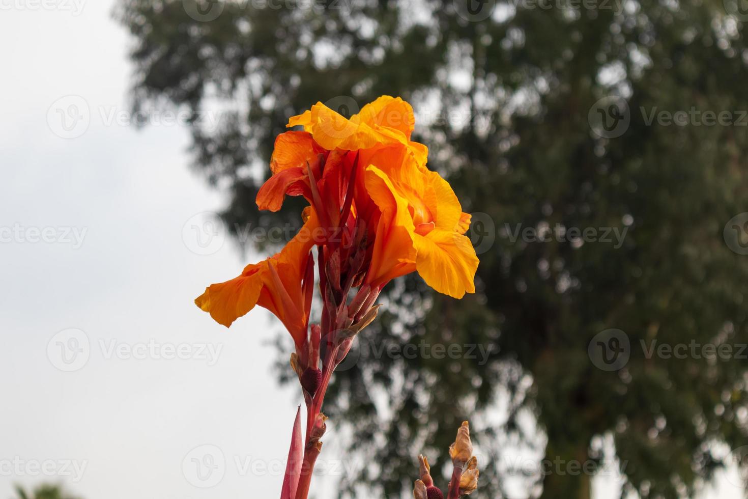 orange poppy flower in the forest photo