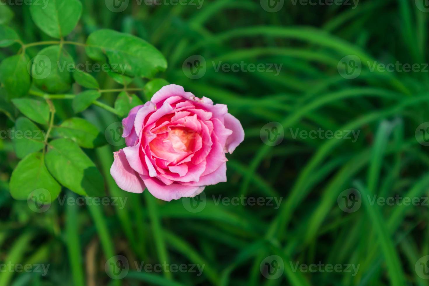 pink rose in the center of greens photo