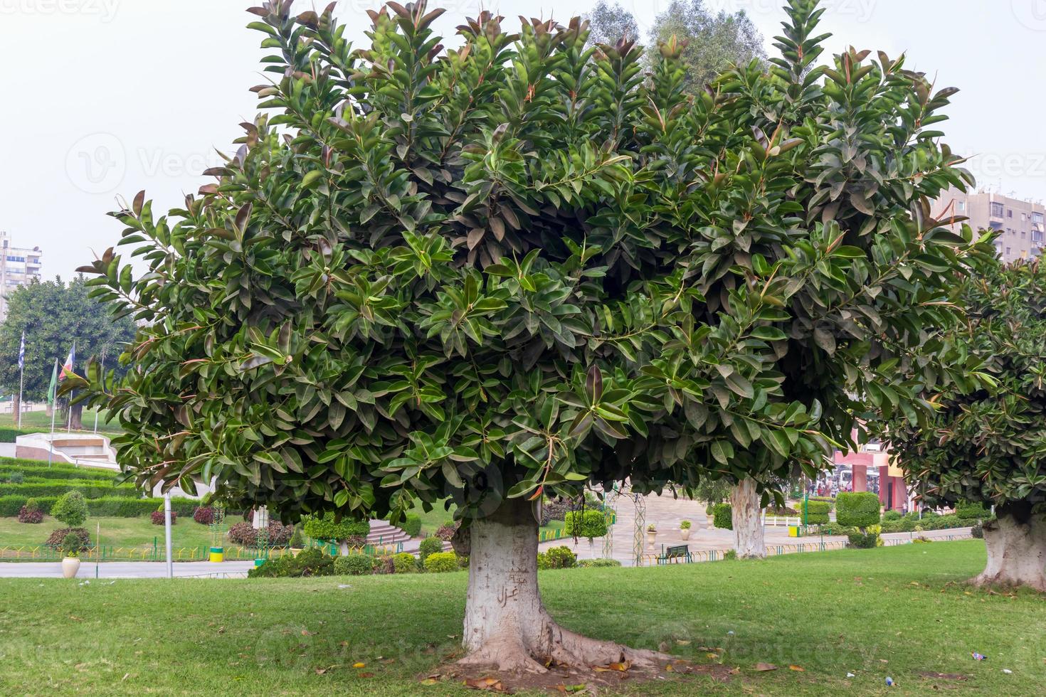 gran árbol en el parque público foto