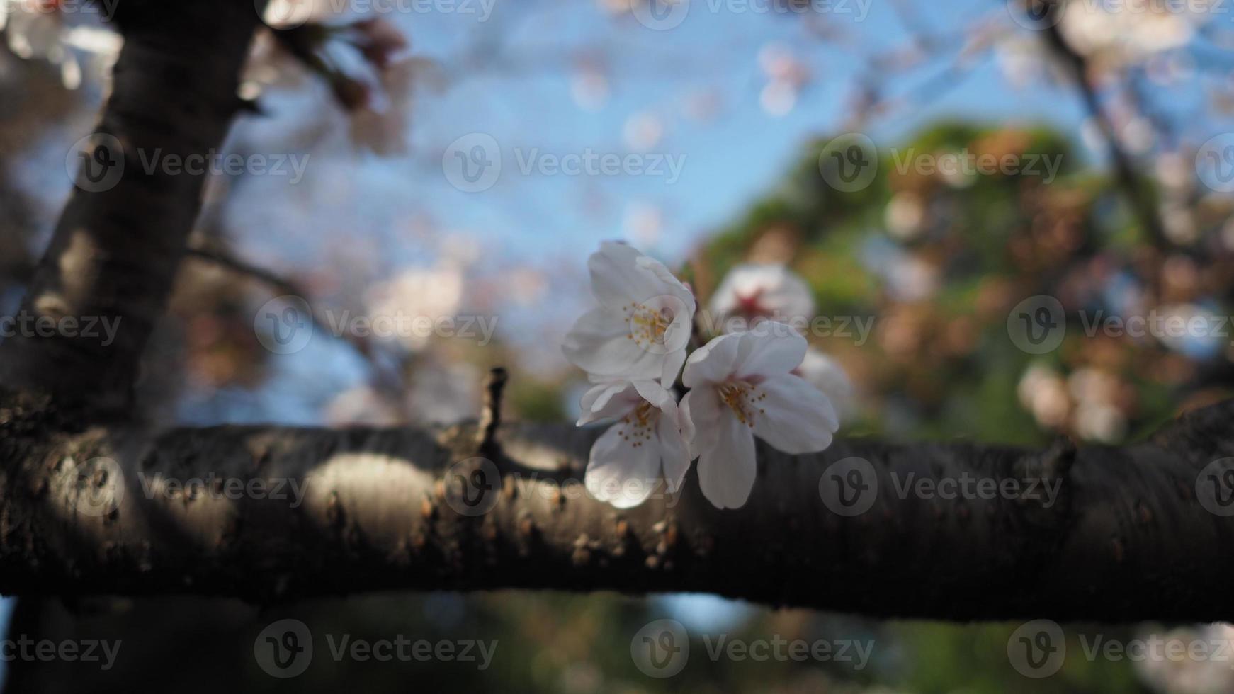 flores de cerezo blancas. árboles de sakura en plena floración en meguro ward tokio japón foto