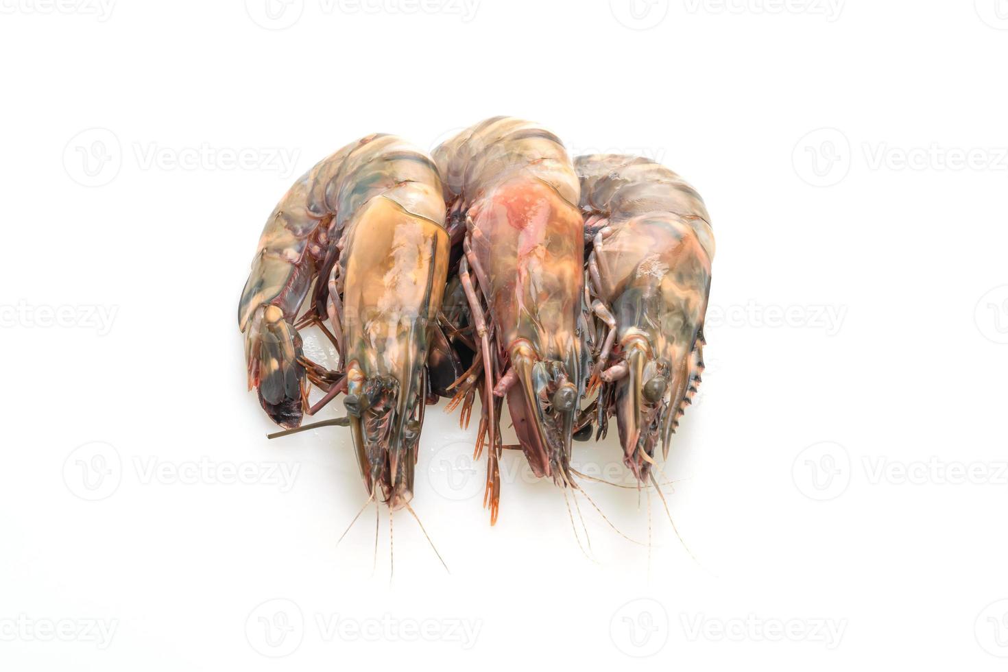 fresh tiger prawn or shrimp photo