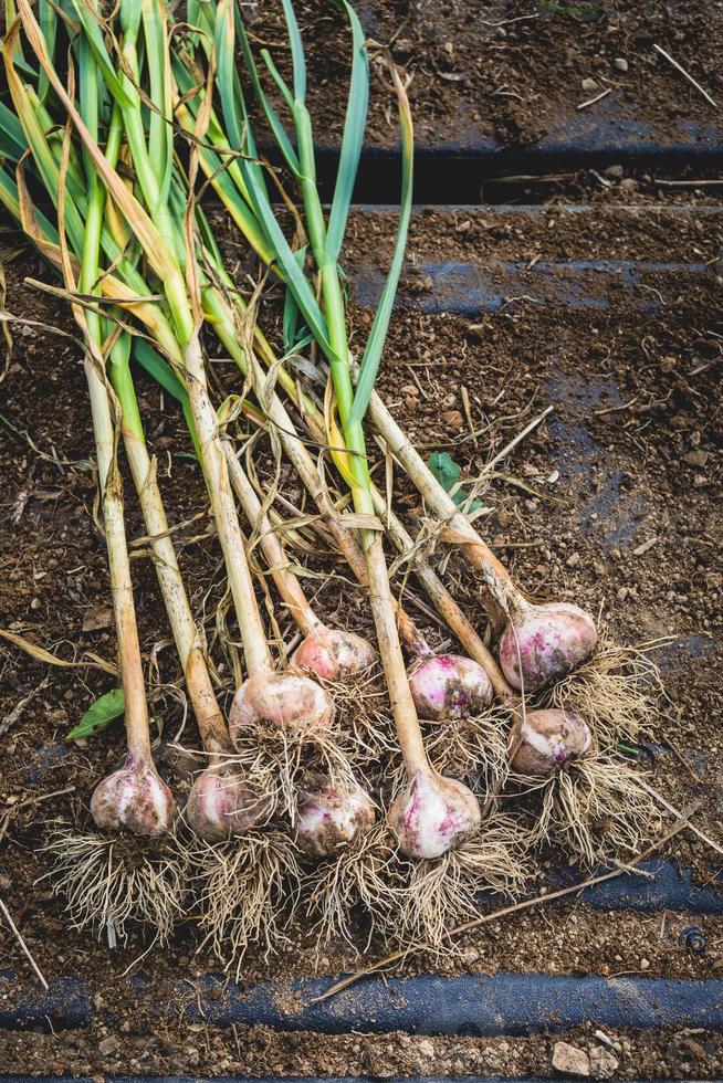 Freshly Picked Garlic Bulbs on Soil and Dirt photo