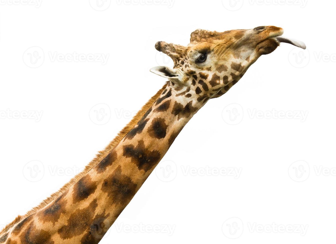 giraffe licking - isolated photo