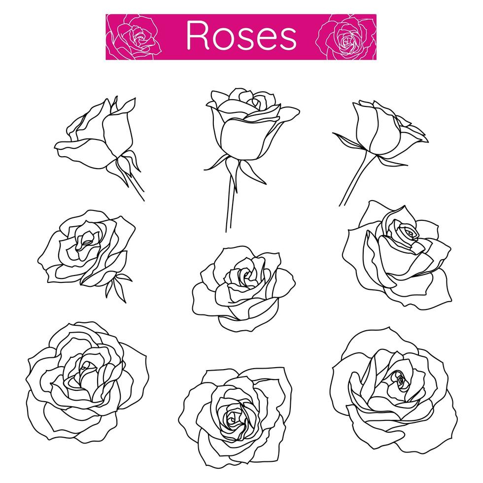 Rose flowers outline hand drawn line art set in minimalist monochrome linear style. For logo design, icons, decoration. vector