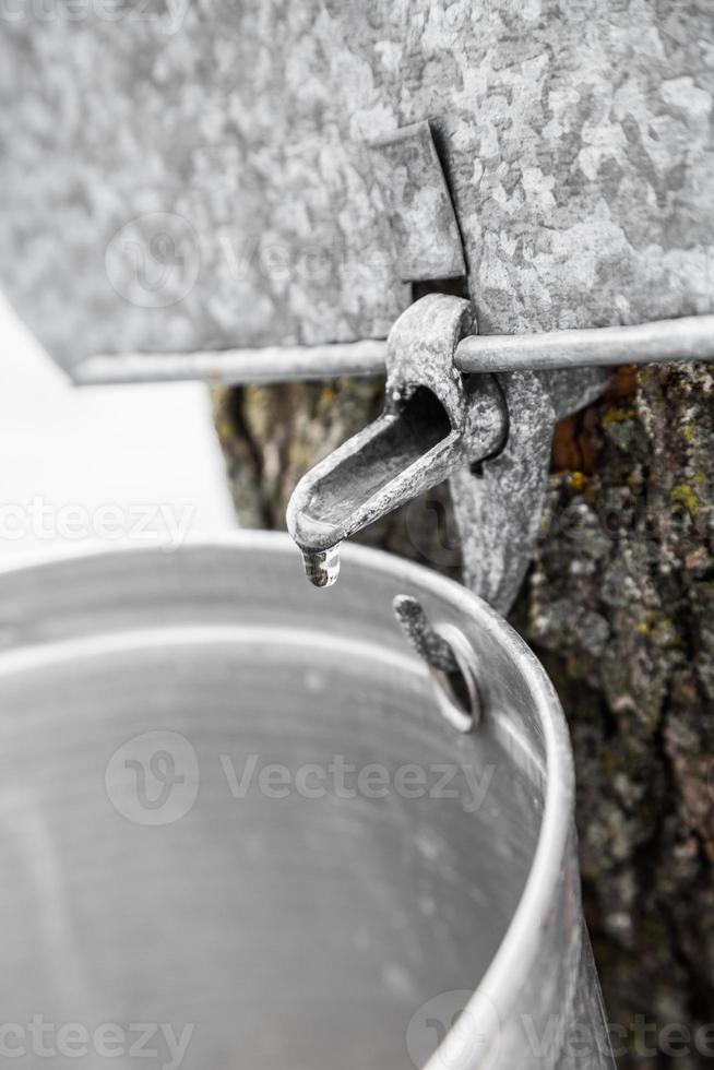 Maple Sap buckets on trees in spring photo