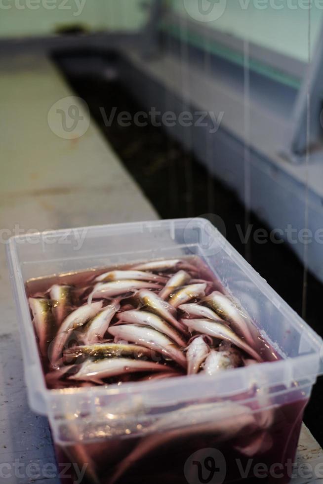 Plastic Tray full Tomcod in Bloody water. photo