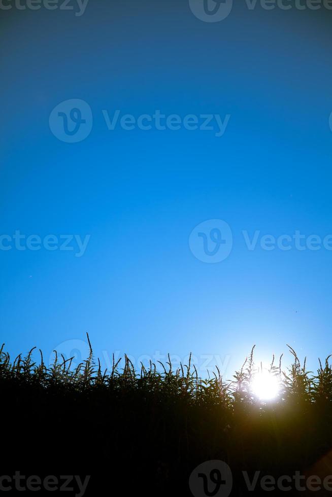 Sunset view in grass silhouette photo