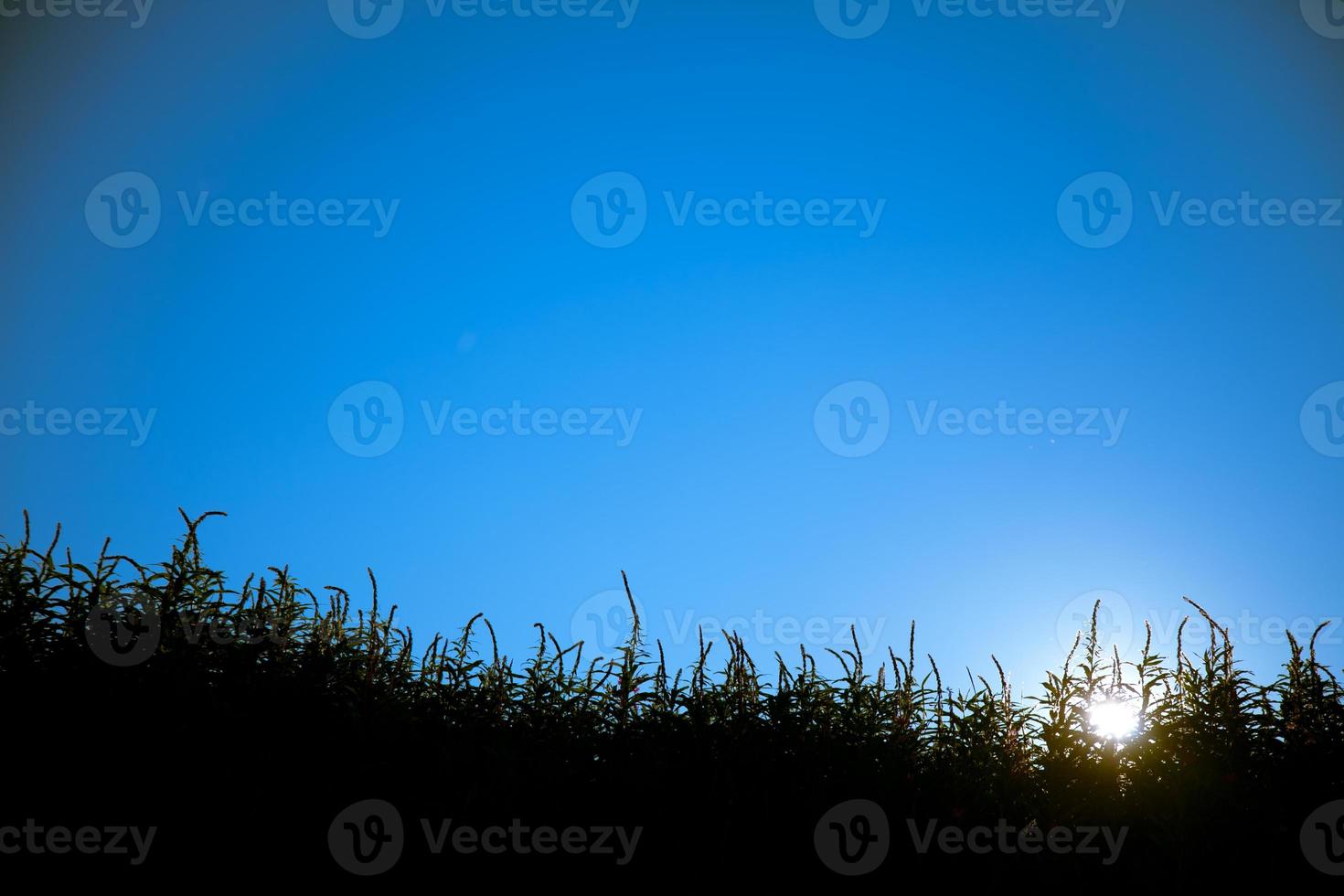 Sunset view in grass silhouette photo