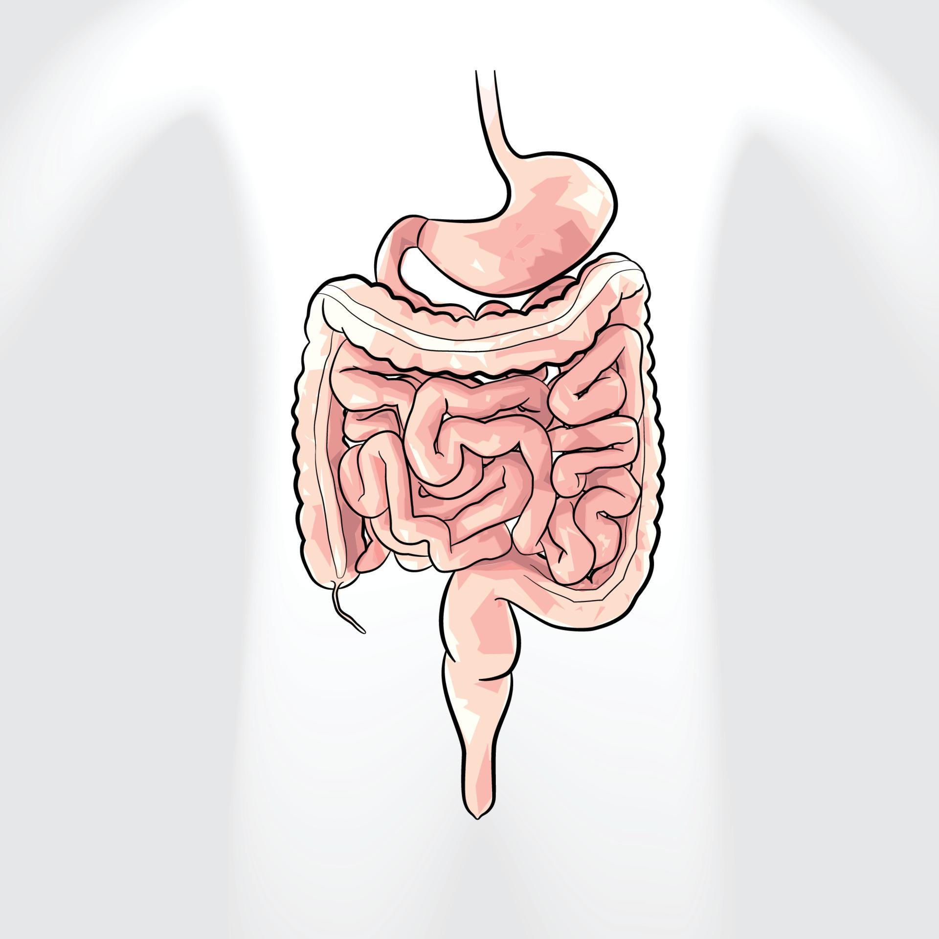 Human organ organs diagram for education 4306327 Vector Art at Vecteezy Biology Diagrams