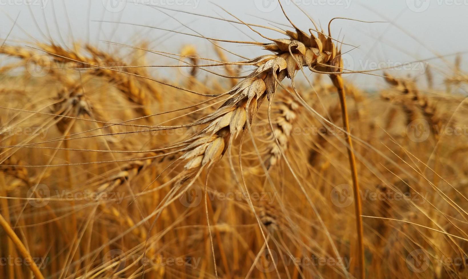 Golden wheat in the field photo