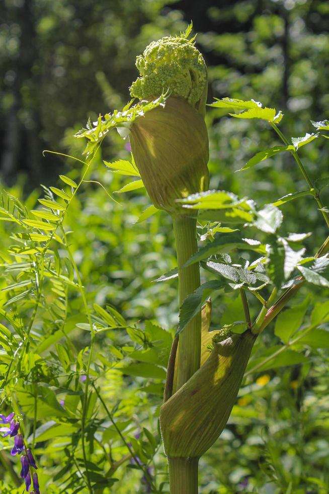 Growing green plant flower tree in the forest in Norway. photo