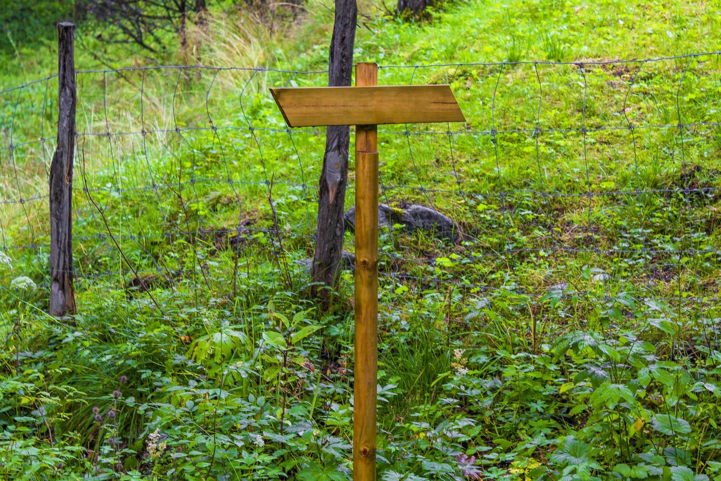 Signposting on hiking trail in forest nature landscape of Norway. photo