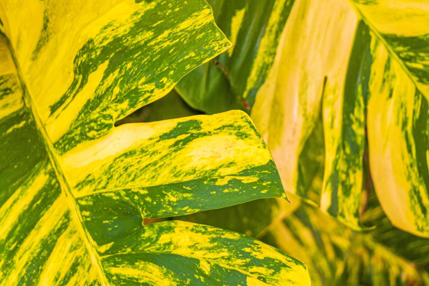 Planta tropical verde y amarilla dieffenbachia dumb cane houseplant mexico. foto