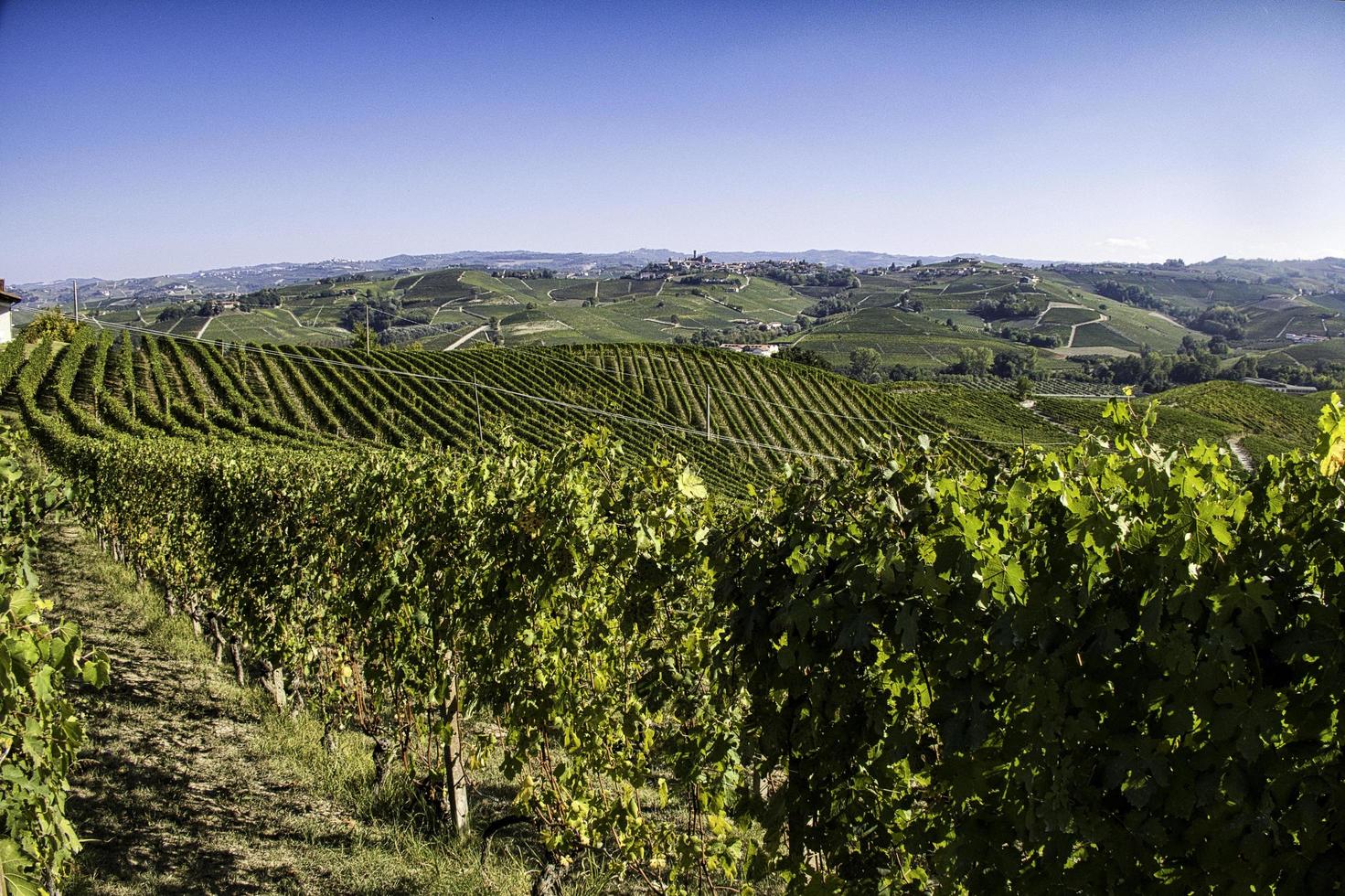 paisajes de la langhe piamontesa durante la cosecha, con los colores brillantes del otoño foto