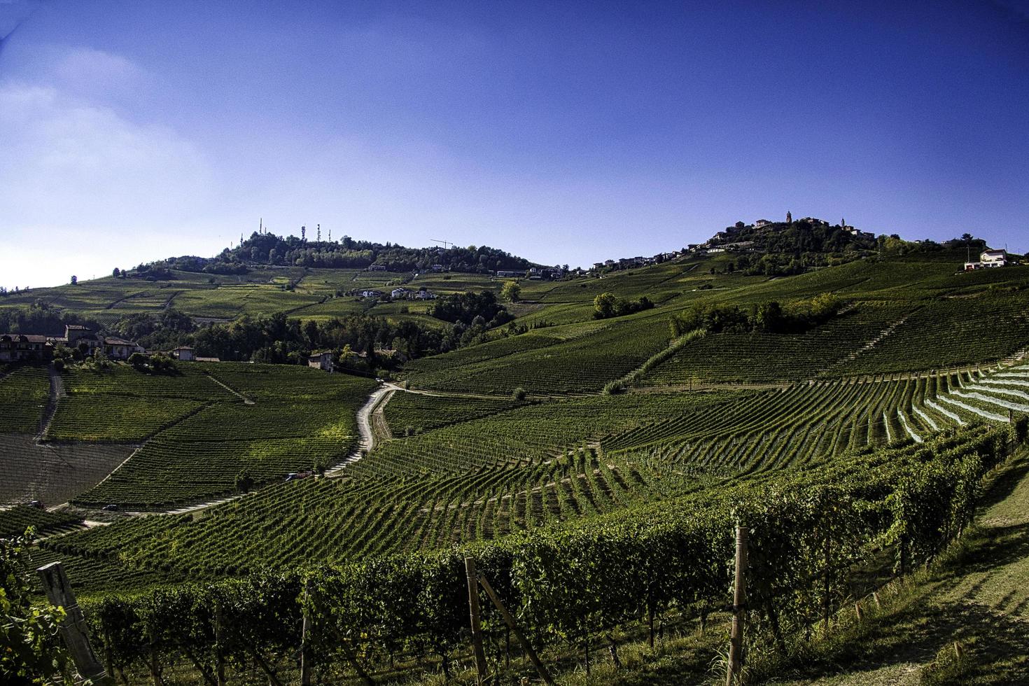 Viñedos en la langhe piamontesa en otoño durante la vendimia foto