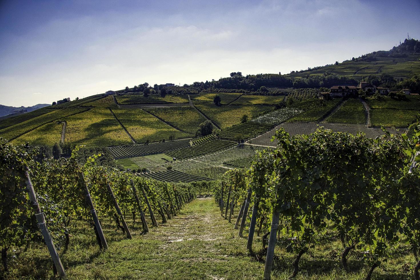 Viñedos en la langhe piamontesa en otoño durante la vendimia foto