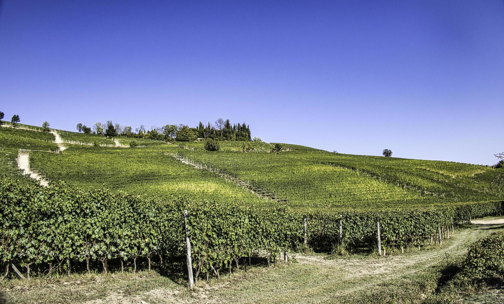 grape vineyards in the Langhe of Piedmont in autumn during the harvest time photo