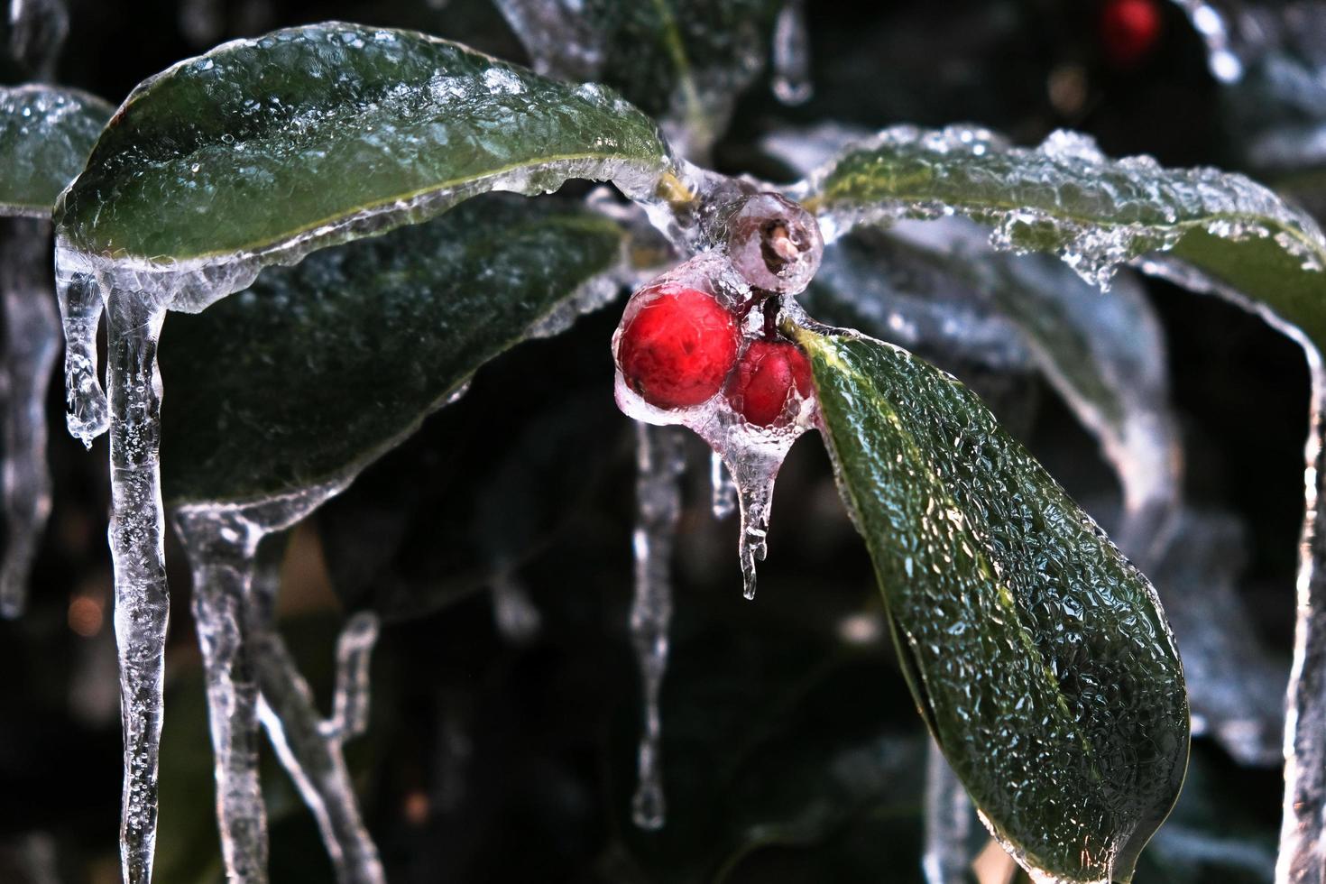 El acebo rojo con hojas verdes, símbolo de la Navidad, con nieve y hielo alrededor, en la campiña de Piamonte en Italia foto