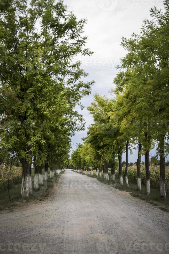 Una calle alineada por árboles de acacia en Vojvodina en Serbia foto