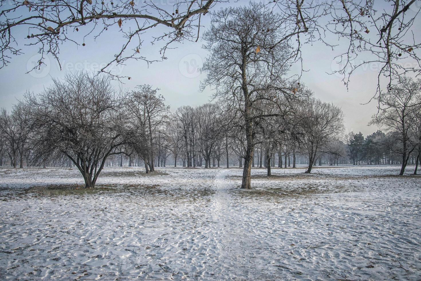 un parque en belgrado, cerca de usce, bajo la nieve foto