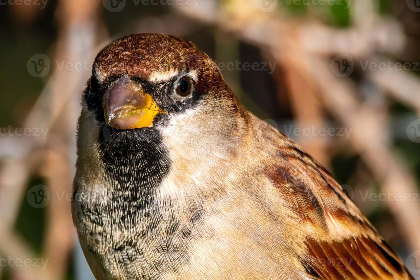 portrait of a posed sparrow photo