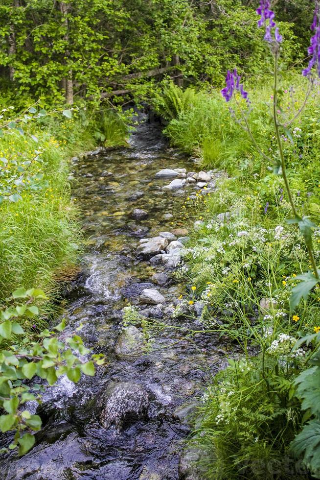 pequeño y hermoso río natural en el bosque de hemsedal, noruega. foto