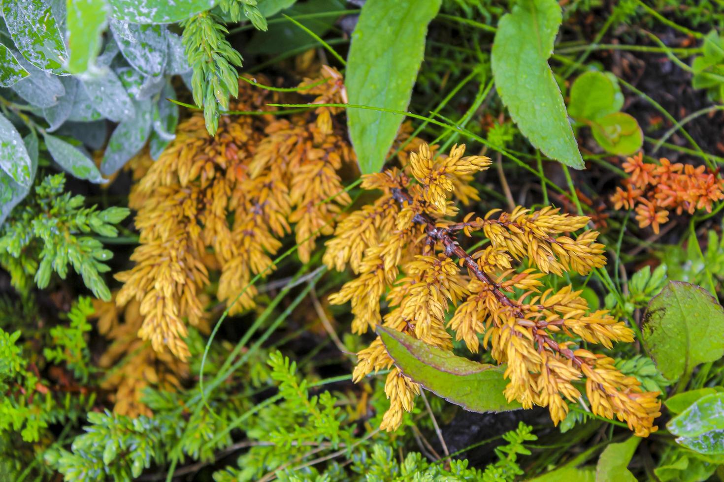 Plantas silvestres amarillas en veslehodn veslehorn mountain, hemsedal noruega. foto