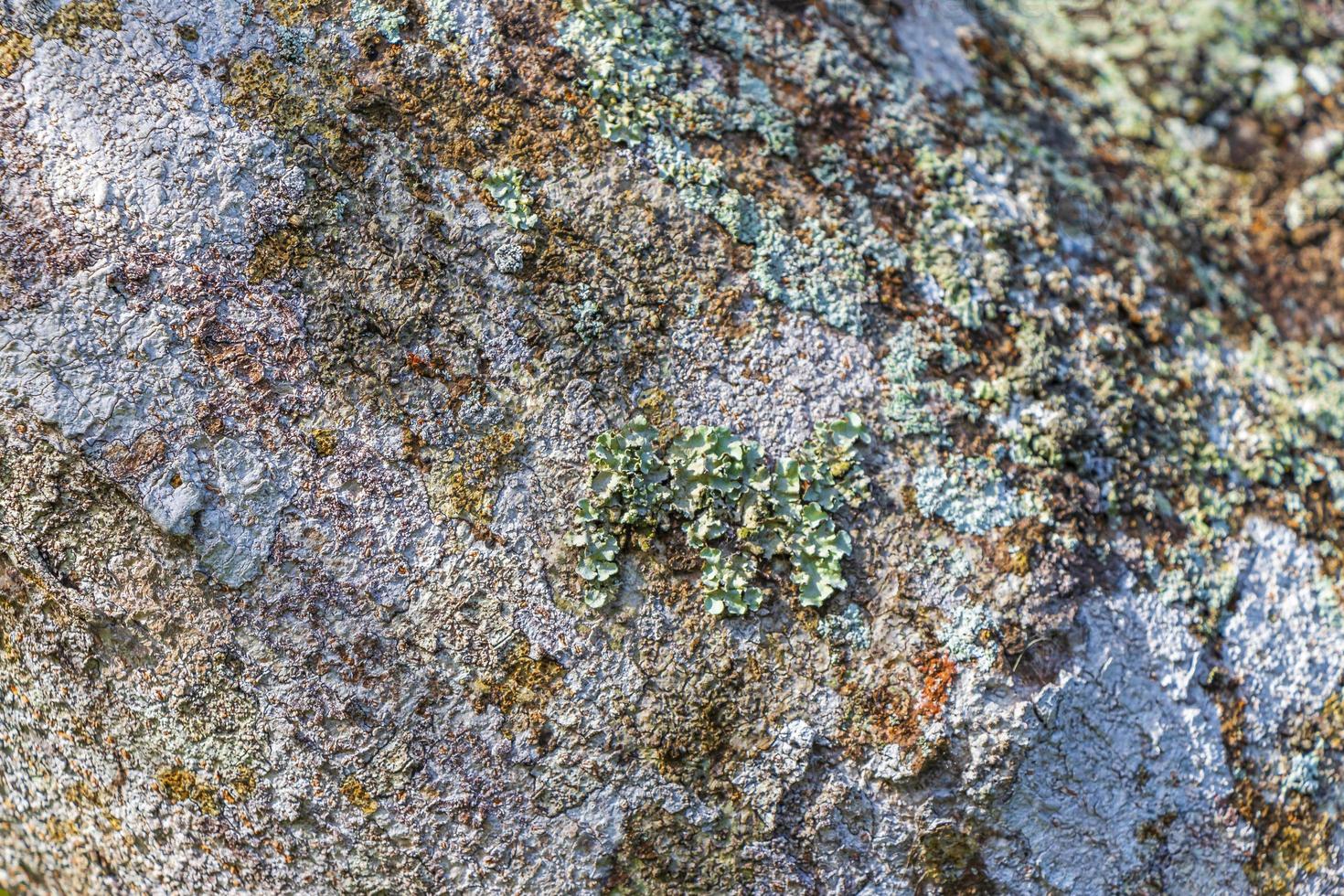 Tropical tree bark texture with green moss and lichen Brazil. photo