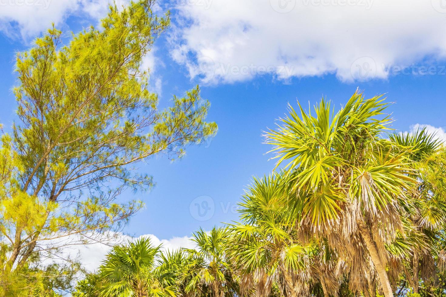 Tropical beach palm trees fir trees blue sky natural Mexico. photo