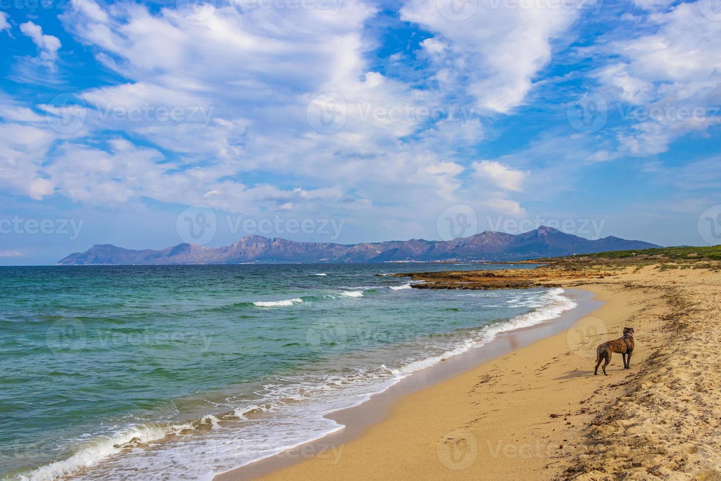 Dog at coast beach landscape panorama Can Picafort Mallorca Spain. photo