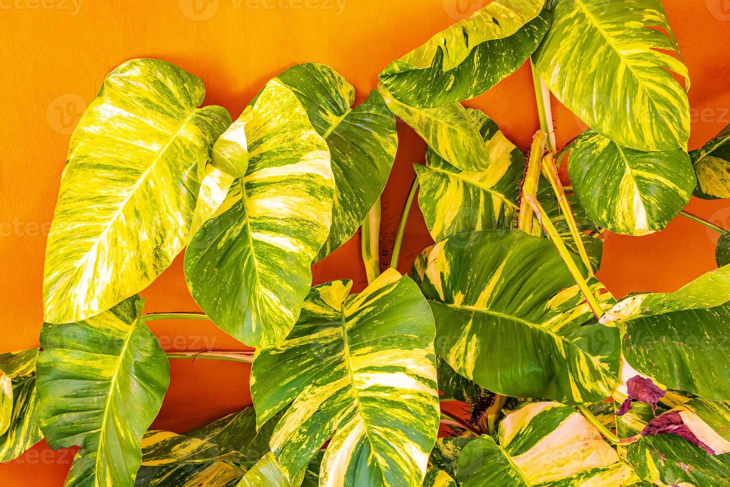 Tropical green and yellow plant Dieffenbachia Dumb Cane houseplant Mexico. photo