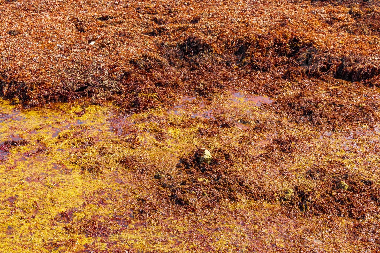 Textura de sargazo de algas rojas en la playa de playa del carmen, méxico. foto