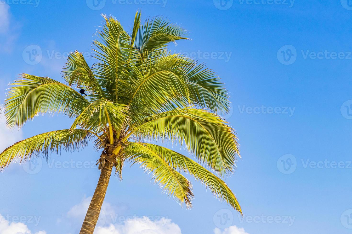 palmera tropical con cielo azul playa del carmen mexico. foto