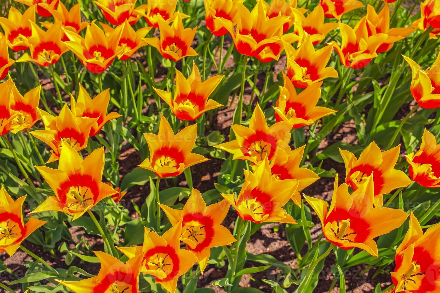 muchos coloridos tulipanes narcisos en el parque keukenhof lisse holanda países bajos. foto