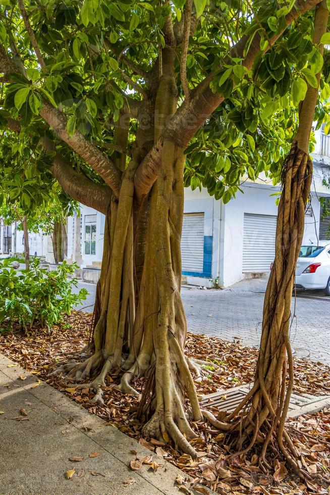 Big tropical tree natural pedestrian walkways Playa del Carmen Mexico. photo