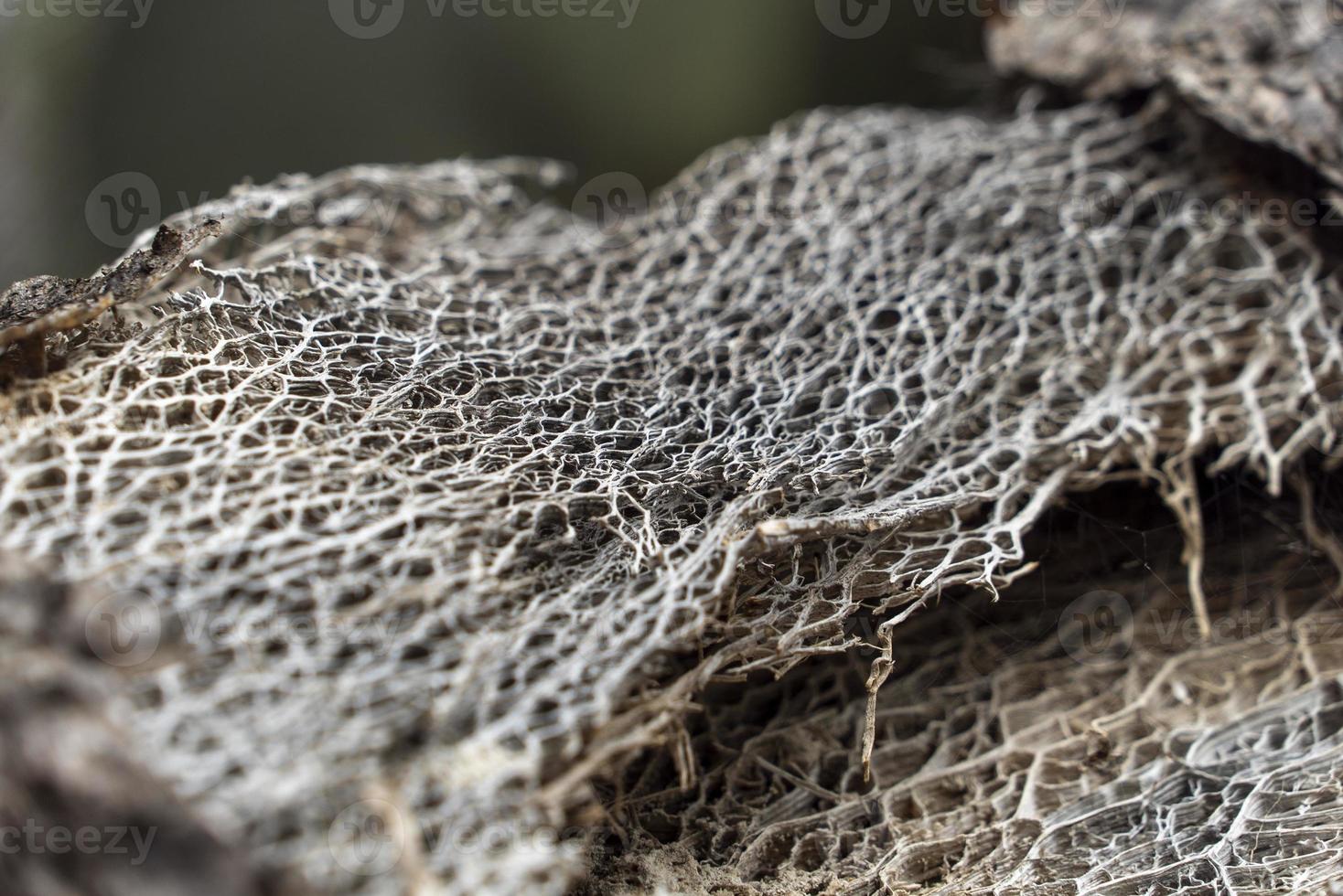 cactus plant texture background, in gran Canaria photo