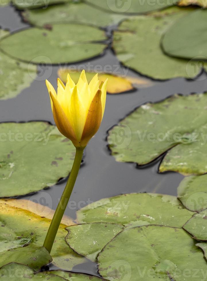 water lilies in the canary garden, in gran canaria photo