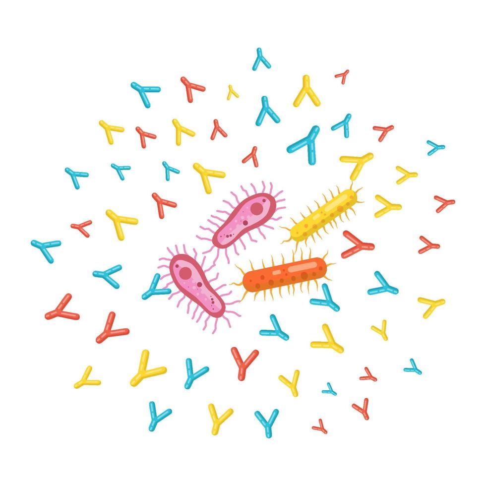 Ilustración vectorial anticuerpos que atacan a las bacterias para proteger el cuerpo. vector