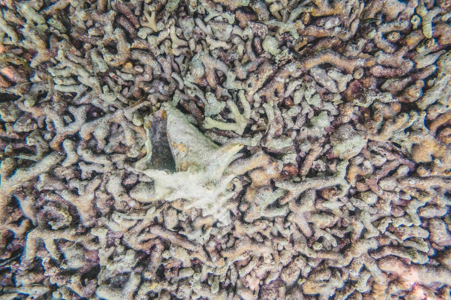 textura de corales muertos foto