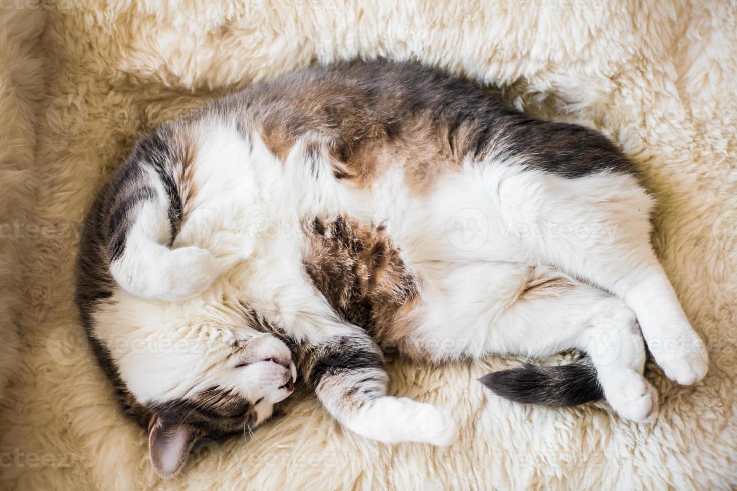 gordo gato perezoso durmiendo y soñando con más comida sobre un cálido pelaje de oveja. foto