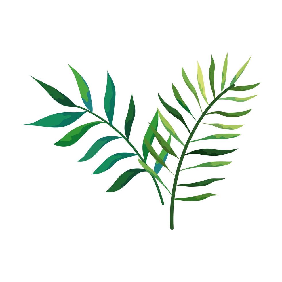 branches with leafs nature isolated icon vector