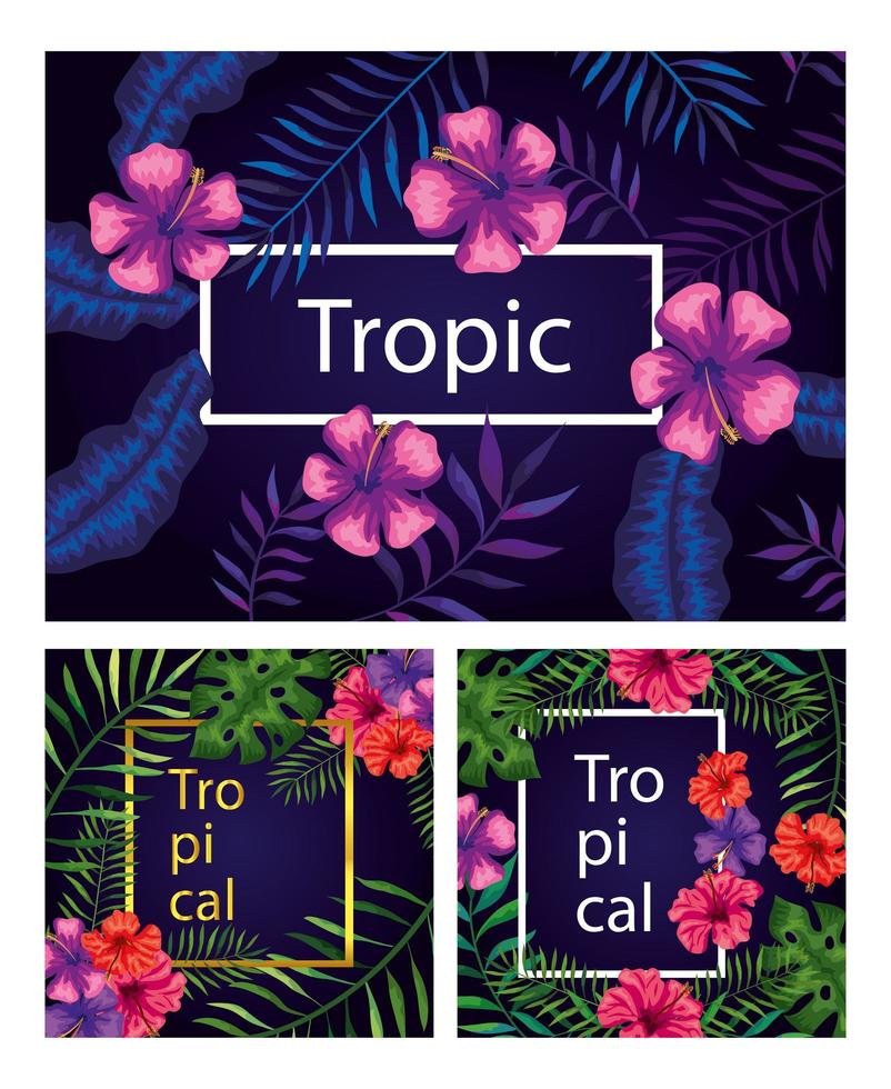 set of frames tropicals of flowers with branches and leafs vector