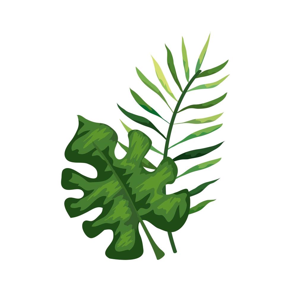rama con hojas naturaleza tropical icono aislado vector