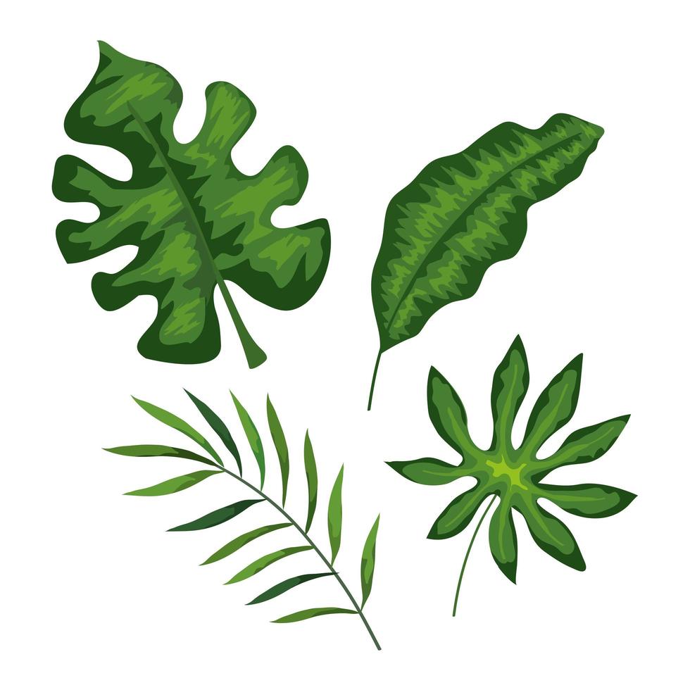 set of branches with leafs tropicals vector