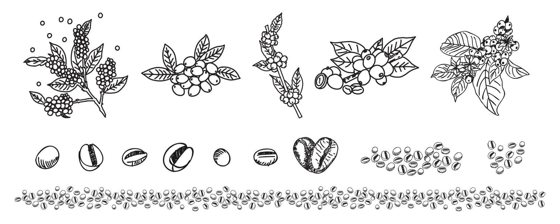 Coffee branches and beans sketch style. Line art design. vector